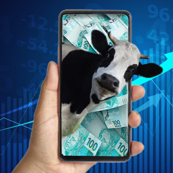 Finance cows and dairy calves: what are they?